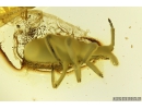 Rare Ambush bug Reduviidae Phymatidae: Koenigsbergia. Ukrainian Rovno amber #10033R