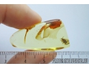 Rare Ambush bug Reduviidae Phymatidae. Ukrainian Rovno amber #10033R