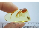 Rare Ambush bug Reduviidae Phymatidae: Koenigsbergia. Ukrainian Rovno amber #10033R