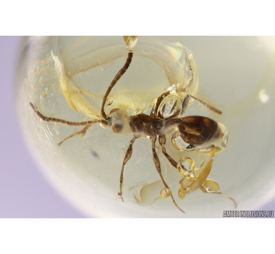 Rare wingless Wasp Hymenoptera. Fossil insect in Ukrainian Rovno amber #10036R