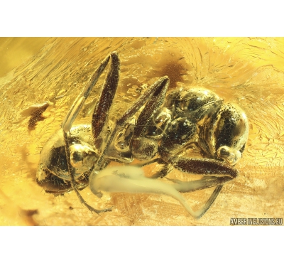 Ant Formicidae Formica Flori in spider web! and More. Fossil inclusions in Ukrainian Rovno amber #10050R