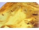 Ant Formicidae Formica Flori in spider web! and More. Fossil inclusions in Ukrainian Rovno amber #10050R