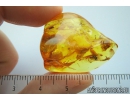 Ant Formicidae Formica Flori in spider web! and More. Fossil inclusions in Ukrainian Rovno amber #10050R