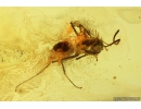 Rare Dipterans Larvae ?Brachycera, 2Ants Hymenoptera and Spider Araneae. Fossil inclusions in Baltic amber #10055