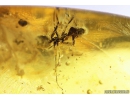 Rare Dipterans Larvae ?Brachycera, 2Ants Hymenoptera and Spider Araneae. Fossil inclusions in Baltic amber #10055