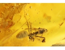 Rare Dipterans Larvae ?Brachycera, 2Ants Hymenoptera and Spider Araneae. Fossil inclusions in Baltic amber #10055