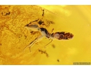 Rare Dipterans Larvae ?Brachycera, 2Ants Hymenoptera and Spider Araneae. Fossil inclusions in Baltic amber #10055
