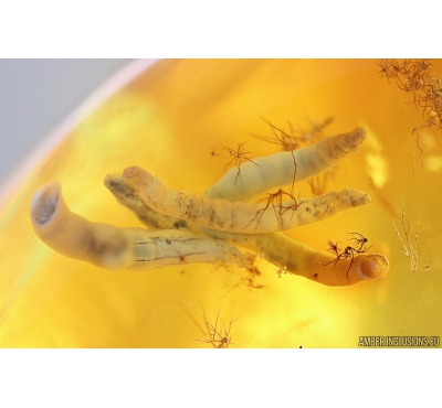 Rare Dipterans Larvae ?Brachycera, 2Ants Hymenoptera and Spider Araneae. Fossil inclusions in Baltic amber #10055