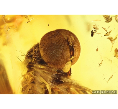 Rare Big-headed fly, Pipunculidae. Fossil insect in Baltic amber #10056