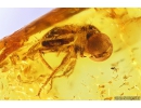 Rare Big-headed fly, Pipunculidae. Fossil insect in Baltic amber #10056