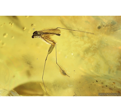 Rare Crane fly, Limoniidae, Toxorhina. Fossil insect in Big 69g Ukrainian Rovno amber stone #10057R