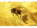 Rare Small-headed fly Acroceridae, Rare Frit fly Acalyptratae Chloropidae, Rare Big Wasp Sphecidae, Moth, Spider and More. Fossil inclusions in Ukrainian Rovno amber #10058R