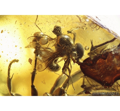 Rare Small-headed fly Acroceridae, Rare Frit fly Acalyptratae Chloropidae, Rare Big Wasp Sphecidae, Moth, Spider and More. Fossil inclusions in Ukrainian Rovno amber #10058R