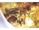 Rare Small-headed fly Acroceridae, Rare Frit fly Acalyptratae Chloropidae, Rare Big Wasp Sphecidae, Moth, Spider and More. Fossil inclusions in Ukrainian Rovno amber #10058R