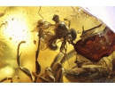 Rare Small-headed fly Acroceridae, Rare Frit fly Acalyptratae Chloropidae, Rare Big Wasp Sphecidae, Moth, Spider and More. Fossil inclusions in Ukrainian Rovno amber #10058R
