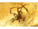 Rare Small-headed fly Acroceridae, Rare Frit fly Acalyptratae Chloropidae, Rare Big Wasp Sphecidae, Moth, Spider and More. Fossil inclusions in Ukrainian Rovno amber #10058R