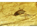 Rare Small-headed fly Acroceridae, Rare Frit fly Acalyptratae Chloropidae, Rare Big Wasp Sphecidae, Moth, Spider and More. Fossil inclusions in Ukrainian Rovno amber #10058R