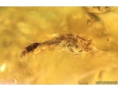 Rare Small-headed fly Acroceridae, Rare Frit fly Acalyptratae Chloropidae, Rare Big Wasp Sphecidae, Moth, Spider and More. Fossil inclusions in Ukrainian Rovno amber #10058R