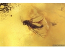 Rare Small-headed fly Acroceridae, Rare Frit fly Acalyptratae Chloropidae, Rare Big Wasp Sphecidae, Moth, Spider and More. Fossil inclusions in Ukrainian Rovno amber #10058R