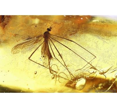 Crane fly Limoniidae Limnophilinae Fossil Inclusion Ukrainian Rovno amber #10059R