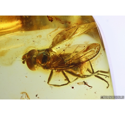 Hover Fly Syrphidae. Fossil insect in Baltic amber #10060