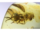 Hover Fly Syrphidae. Fossil insect in Baltic amber #10060