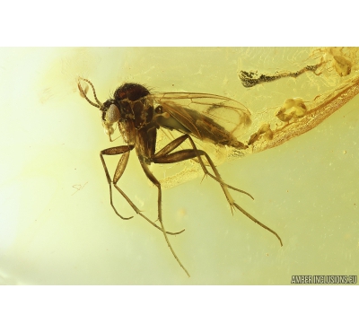 Fungus gnat Mycetophilidae with Eggs. Fossil insect Baltic amber #10063