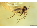 Fungus gnat Mycetophilidae with Eggs. Fossil insect Baltic amber #10063