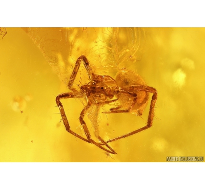 Spider Araneae, Long-legged fly Dolichopodidae. Fossil inclusions in Big 43g! Baltic amber stone #10064