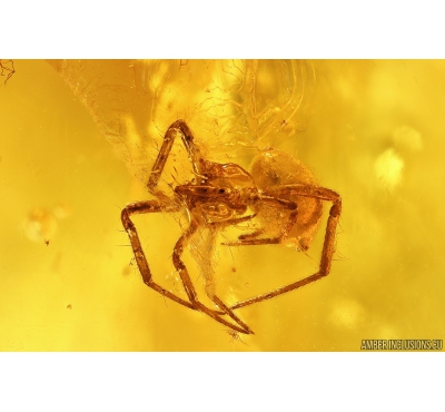 Spider Araneae, Long-legged fly Dolichopodidae. Fossil inclusions in Big 43g Baltic amber stone #10064