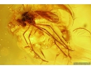 Spider Araneae, Long-legged fly Dolichopodidae. Fossil inclusions in Big 43g Baltic amber stone #10064