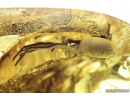 Nice big 14mm Spider Araneae. Fossil inclusion in Ukrainian Rovno amber stone #10065R