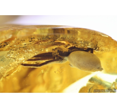 Nice Spider Araneae. Fossil inclusion in Ukrainian amber stone #10065R