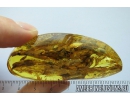 Nice big 14mm Spider Araneae. Fossil inclusion in Ukrainian Rovno amber stone #10065R