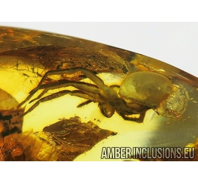 Nice big 14mm Spider Araneae. Fossil inclusion in Ukrainian Rovno amber stone #10065R