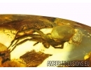 Nice big 14mm Spider Araneae. Fossil inclusion in Ukrainian Rovno amber stone #10065R