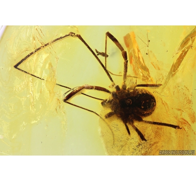 Harvestman Opiliones. Fossil inclusion in Baltic amber #10066