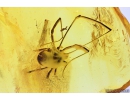 Harvestman Opiliones. Fossil inclusion in Baltic amber #10066