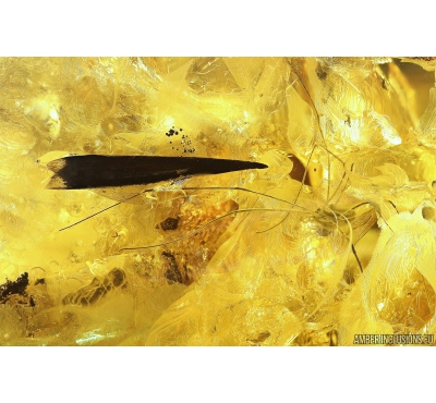 Harvestman Opiliones and Leaf. Fossil inclusions in Big 137g Ukrainian Rovno amber stone! #10067R