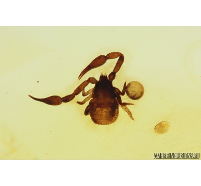 False scorpion Pseudoscorpion. Fossil inclusion in Baltic amber #10068