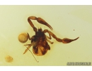 False scorpion Pseudoscorpion. Fossil inclusion in Baltic amber #10068