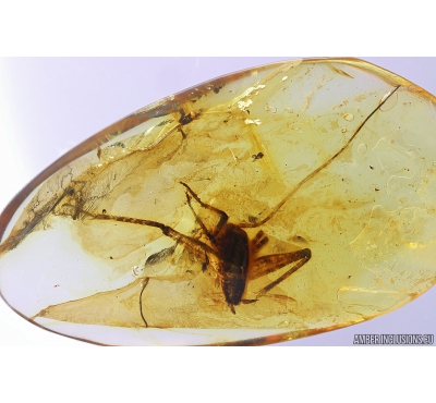 Cricket, Orthoptera. Fossil insect in Baltic amber #10070