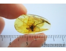 Cricket, Orthoptera. Fossil insect in Baltic amber #10070