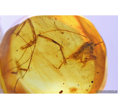 Cricket, Orthoptera and House Centipede legs, Scutigeridae. Fossil insect in Baltic amber #10071