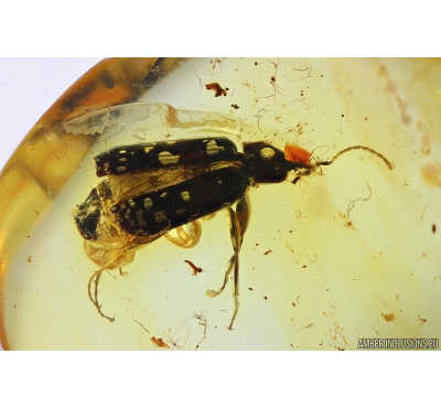 Ground beetle, Carabidae. Fossil insect in Baltic amber #10073