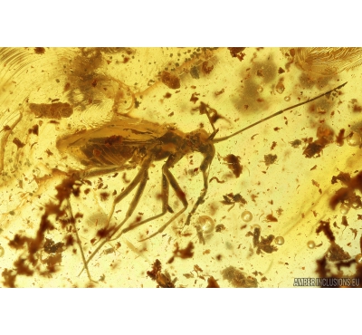 Nice True Bug, Heteroptera, Miridae. Fossil insect in Ukrainian Rovno amber #10072R