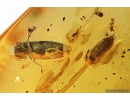 Click beetle Elateroidea and Spider Beetle Ptinidae. Fossil inclusions in Baltic amber #10074