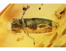 Click beetle Elateroidea and Spider Beetle Ptinidae. Fossil inclusions in Baltic amber #10074