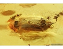 Click beetle Elateroidea and Spider Beetle Ptinidae. Fossil inclusions in Baltic amber #10074