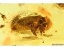 Click beetle Elateroidea and Spider Beetle Ptinidae. Fossil inclusions in Baltic amber #10074